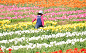 튤립 축제